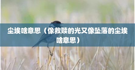 尘埃啥意思（像救赎的光又像坠落的尘埃啥意思）