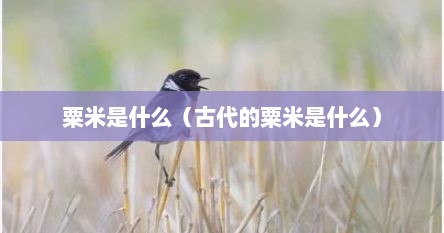 粟米是什么（古代的粟米是什么）