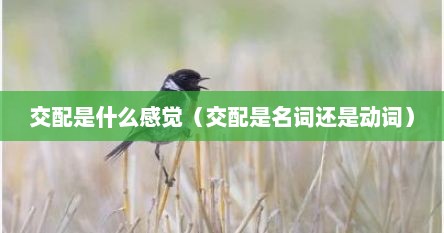 交配是什么感觉（交配是名词还是动词）