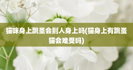 猫咪身上跳蚤会到人身上吗(猫身上有跳蚤猫会难受吗)