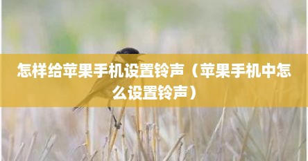 怎样给苹果手机设置铃声（苹果手机中怎么设置铃声）
