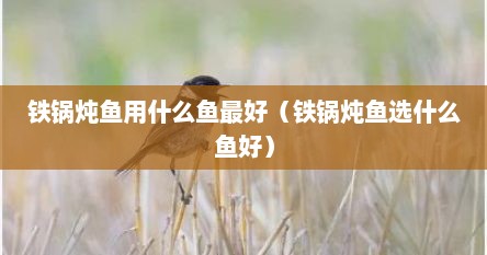 铁锅炖鱼用什么鱼最好（铁锅炖鱼选什么鱼好）