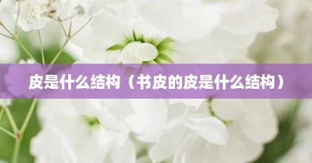 皮是什么结构（书皮的皮是什么结构）