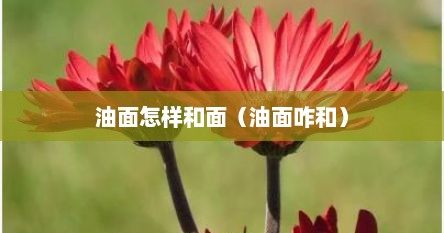 油面怎样和面（油面咋和）