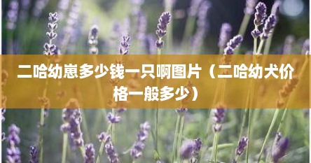 二哈幼崽多少钱一只啊图片（二哈幼犬价格一般多少）