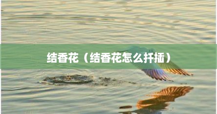 结香花（结香花怎么扦插）