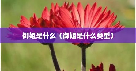 御姐是什么（御姐是什么类型）