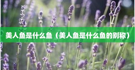 美人鱼是什么鱼（美人鱼是什么鱼的别称）
