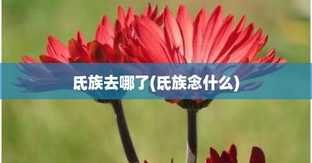 氐族去哪了(氐族念什么)