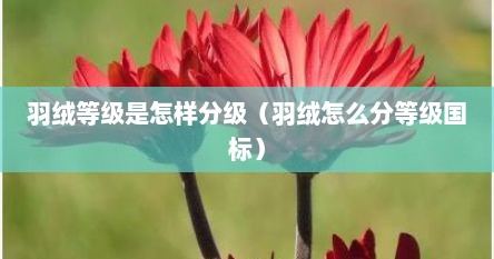 羽绒等级是怎样分级（羽绒怎么分等级国标）