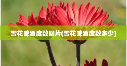 雪花啤酒度数图片(雪花啤酒度数多少)