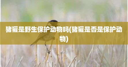 猪獾是野生保护动物吗(猪獾是否是保护动物)