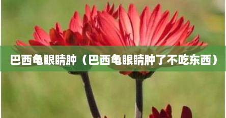 巴西龟眼睛肿（巴西龟眼睛肿了不吃东西）