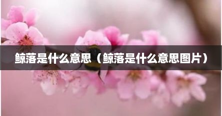 鲸落一词出自哪里（鲸落是什么意思爱情）