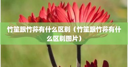 竹笙跟竹荪有什么区别（竹笙跟竹荪有什么区别图片）