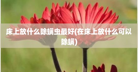 床上放什么除螨虫最好(在床上放什么可以除螨)