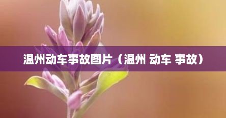 温州动车事故图片（温州 动车 事故）