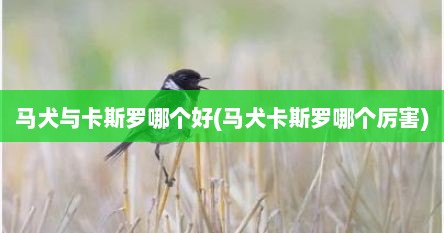 马犬与卡斯罗哪个好(马犬卡斯罗哪个厉害)