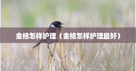 金桔怎样护理（金桔怎样护理最好）