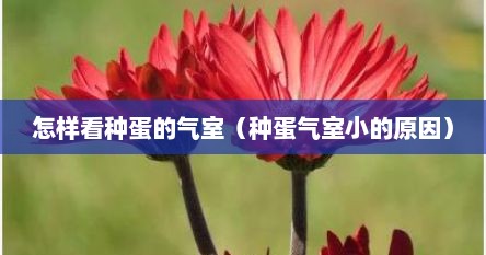 怎样看种蛋的气室（种蛋气室小的原因）