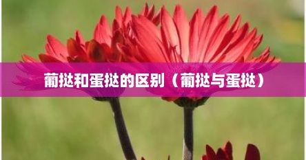 葡挞和蛋挞的区别（葡挞与蛋挞）