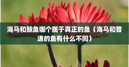 海马和鲸鱼哪个属于真正的鱼（海马和普通的鱼有什么不同）