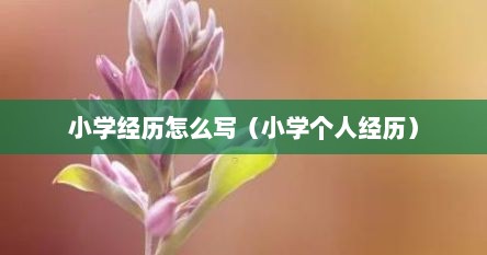 小学经历怎么写（小学个人经历）
