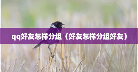 qq好友怎样分组（好友怎样分组好友）
