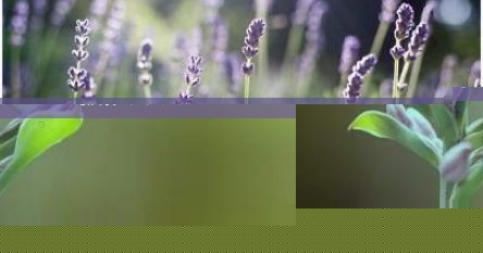 披萨尺寸及对应人数图（披萨尺寸是指什么）