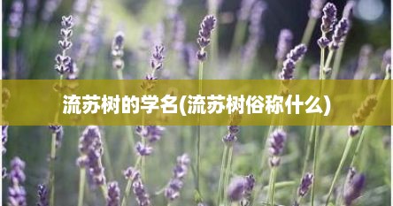 流苏树的学名(流苏树俗称什么)