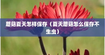 蘑菇夏天怎样保存（夏天蘑菇怎么保存不生虫）