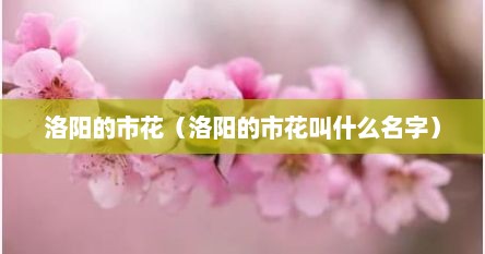 我国洛阳市的市花是什么（洛阳的市花是什么?）