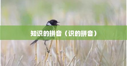 知识的拼音（识的拼音）