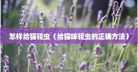 怎样给猫驱虫（给猫咪驱虫的正确方法）