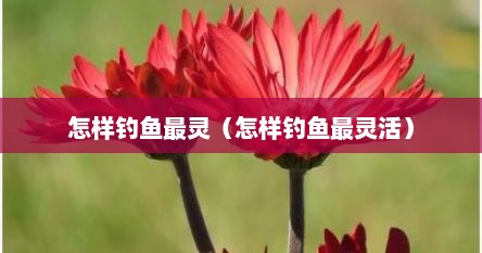 怎样钓鱼最灵（怎样钓鱼最灵活）