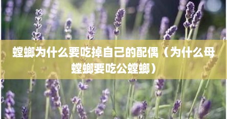 螳螂为什么要吃掉自己的配偶（为什么母螳螂要吃公螳螂）