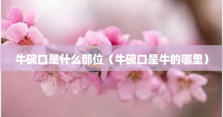 牛碗口是什么部位（牛碗口是牛的哪里）