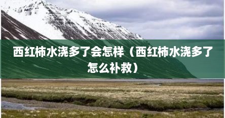 西红柿水浇多了会怎样（西红柿水浇多了怎么补救）