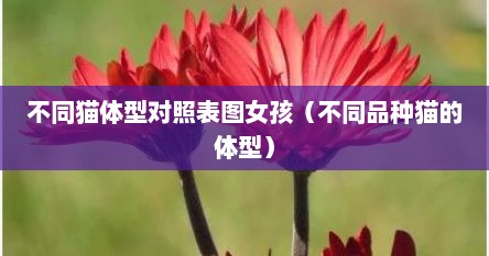 不同猫体型对照表图女孩（不同品种猫的体型）