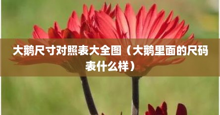 大鹅尺寸对照表大全图（大鹅里面的尺码表什么样）