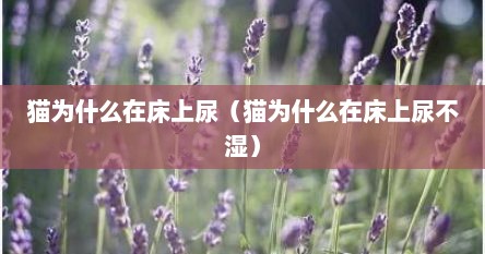猫为什么在床上尿（猫为什么在床上尿不湿）