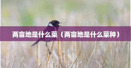 两亩地是什么菜（两亩地是什么菜种）