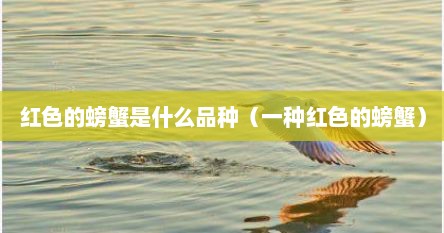 红色的螃蟹是什么品种（一种红色的螃蟹）