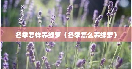 冬季怎样养绿萝（冬季怎么养绿箩）