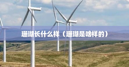 珊瑚长什么样（珊瑚是啥样的）