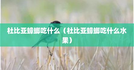 杜比亚蟑螂吃什么（杜比亚蟑螂吃什么水果）