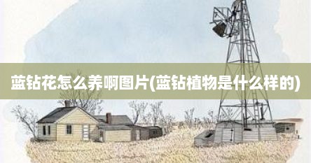 蓝钻花怎么养啊图片(蓝钻植物是什么样的)
