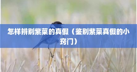 怎样辨别紫菜的真假（鉴别紫菜真假的小窍门）