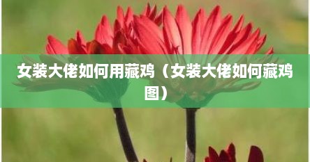 女装大佬如何用藏鸡（女装大佬如何藏鸡图）