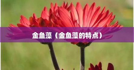 金鱼藻（金鱼藻的特点）